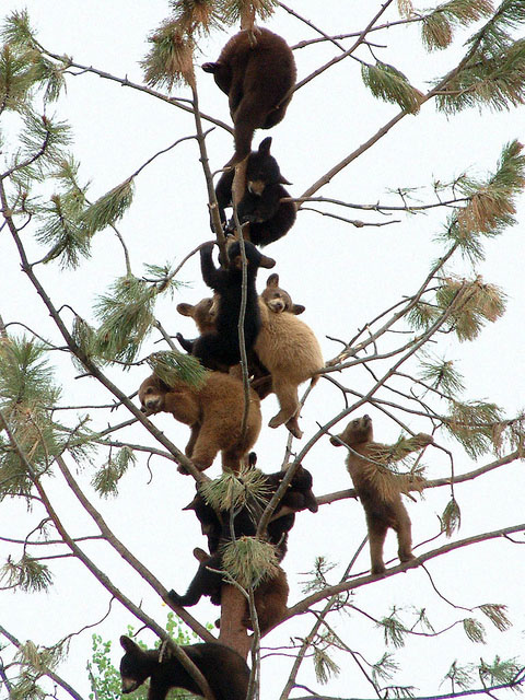 bear cubs in a tree