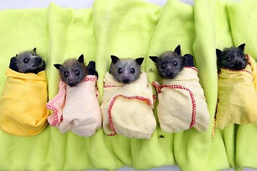 tiny bats wrapped in blankets