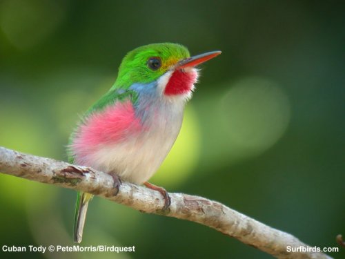 cuban tody