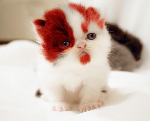 kitten with red beard
