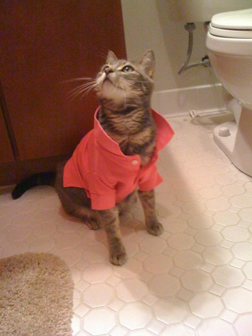 cat in polo shirt
