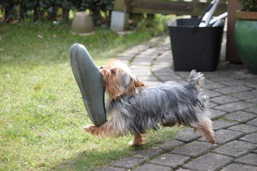 dog with gardening shoe