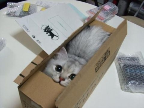 cute kitten in a box