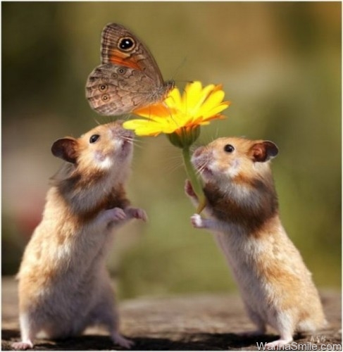 hamsters catching a butterfly