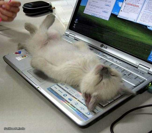 kitten on laptop