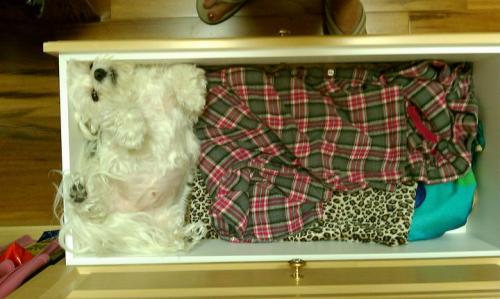 dog in pajama drawer